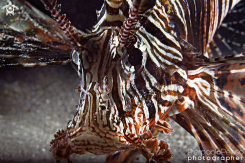 A Lion Fish