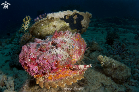 A Stone Fish