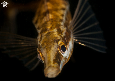 A Fifteen spined stickleback