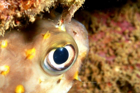 A Tetraodontidae | Puffer fish