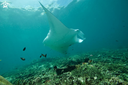 A manta ray