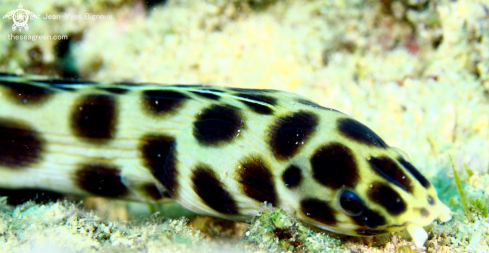 A Spotted Snake Eel -Ophichthidae