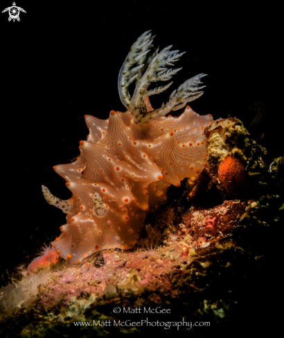 A Nudibranch