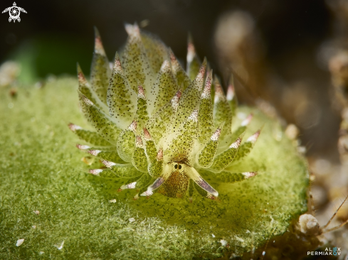 Nudibranch