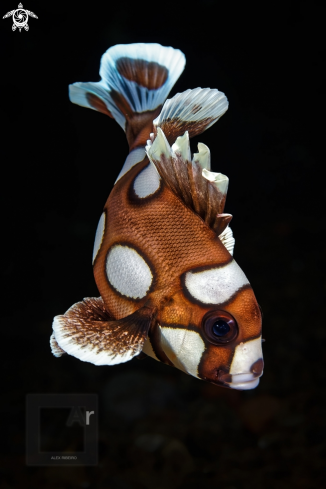 A Plectorhinchus chaetodonoides | Juvenile Arlequin Sweetlips