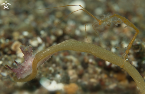 A skeleton Shrimp and Nudi