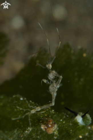 A Skeleton Shrimp