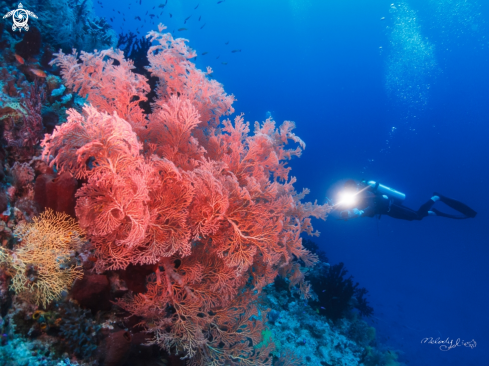 A Sea-Fan Coral