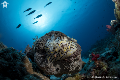 A Nudibranch