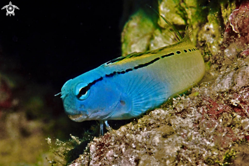 A goby