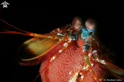 A Peacock mantis shrimp