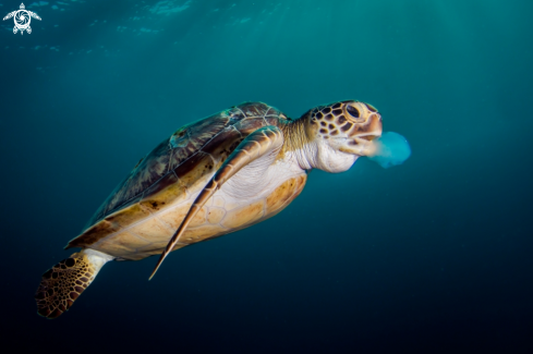 A Green Sea Turtle