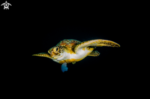 A Chelonia mydas | Green Sea Turtle