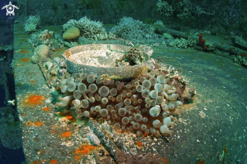 A anemone on shipwreck 