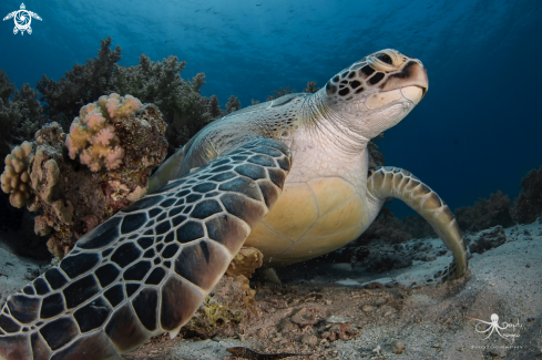 A Chelonia mydas | Green Sea Turtle 