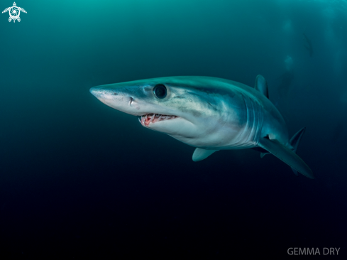 A Mako Shark