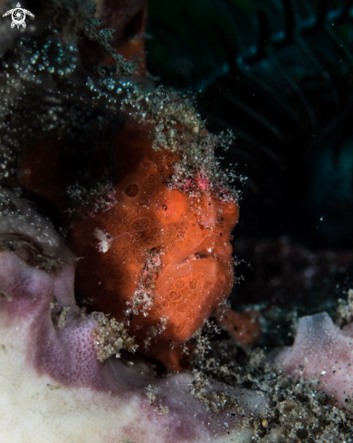 A Painted frogfish