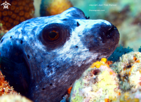 A Tetraodontidae | Puffer fish