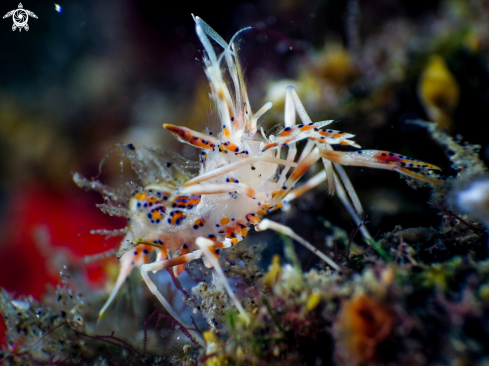 A Tiger Shrimp