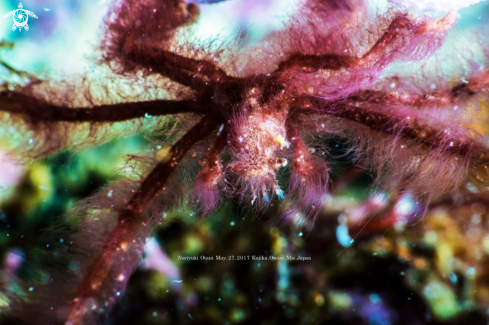 A Oncinopus neptunus | Orangutan crab