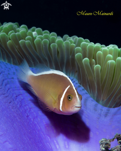 A Clown fish