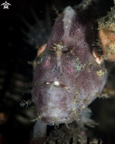 A Painted frogfish