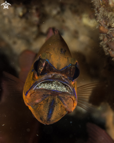 A Ostorhinchus sp. | Ringtailed cardinalfish