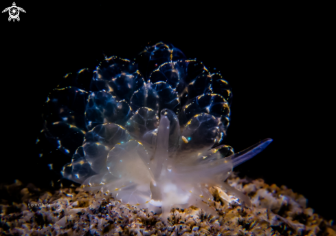 A Nudibranch