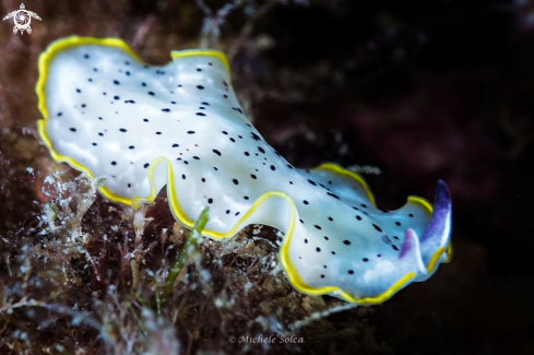 A Platelminta bianco e giallo