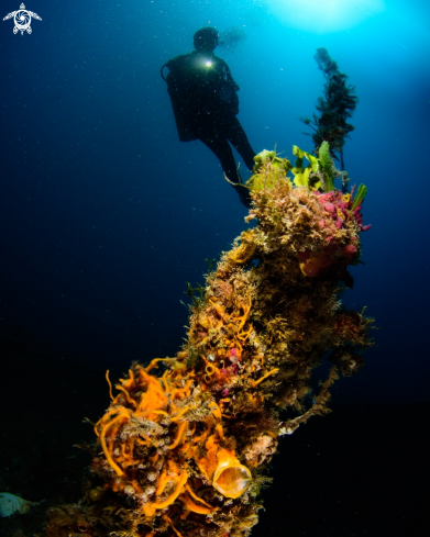 A Antennarius pictus | Painted frogfish