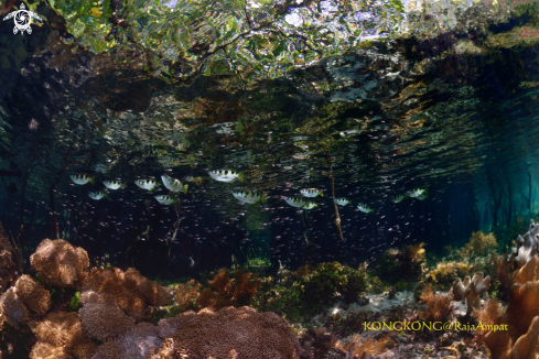 A Banded archerfish