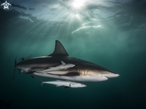 A Blacktip shark