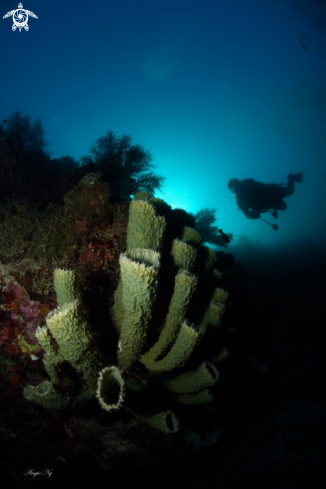 A Sponges coral