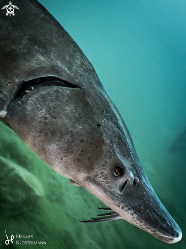 A Siberian Sturgeon