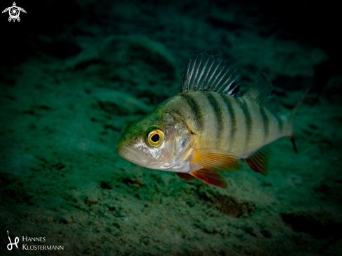 A Perca fluviatilis | European Perch