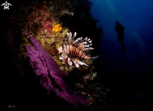 A Common Lionfish