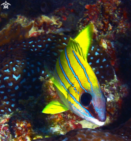 A Cardinal fish 