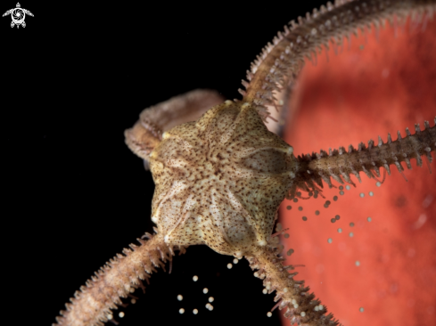 A Brittle Star