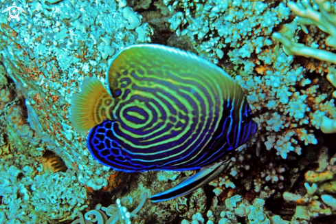 A reef fish