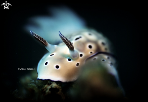 A Hypselodoris Tryoni | Nudibranch