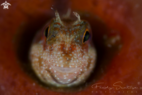 A Blenny