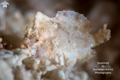 A A. pauciradiatus | Dwarf Frogfish