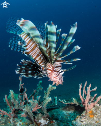 A Pterois | Lionfish