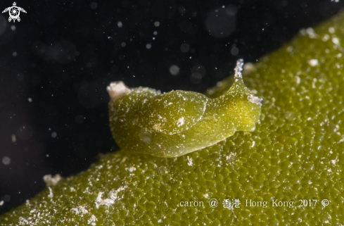 A Nudibranch