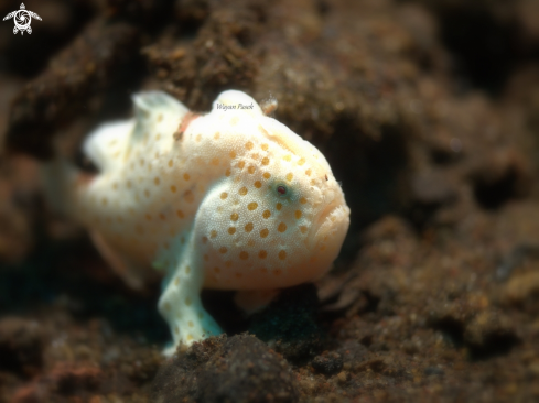 A Frog Fish