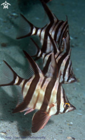 A Enoplosus armatus | Old Wives