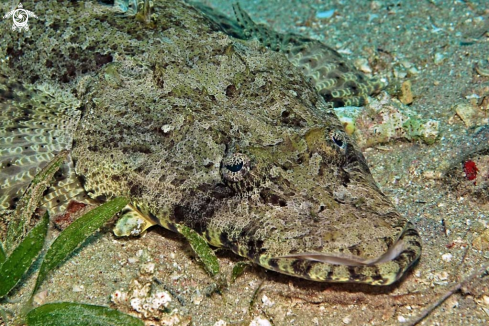 A Crocodilefish