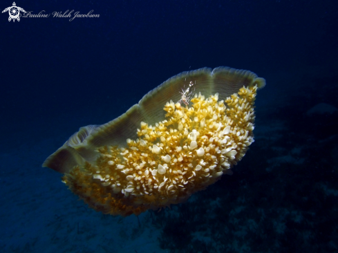 A Periclimenes yucatanicus, Cassiopia frondosa | Spotted Cleaner Shrimp, Upsidedown Jellyfish