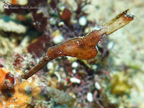 A Solenostomus cyanopterus | Robust Ghost Pipefish