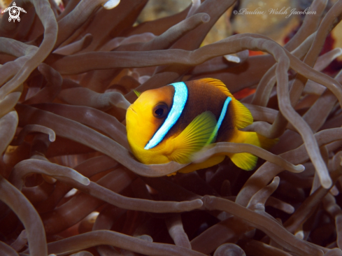 A Amphiprion bicinctus | Red Sea Clownfish